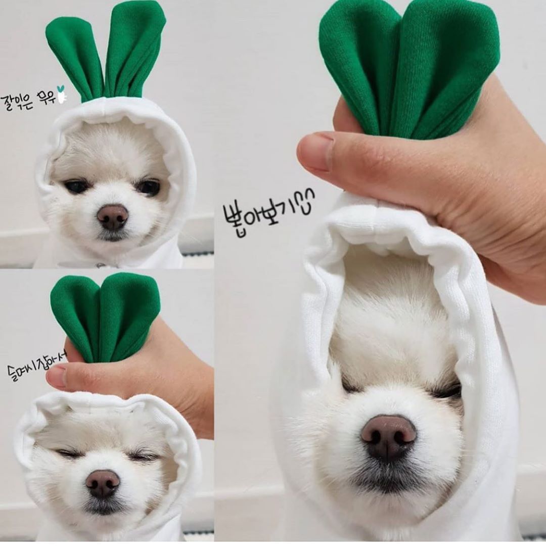Sainishops™Cute Fruit Dog Hoodie Winter Warm Fleece Pet Clothes