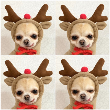 Sainishops™Cute Fruit Dog Hoodie Winter Warm Fleece Pet Clothes