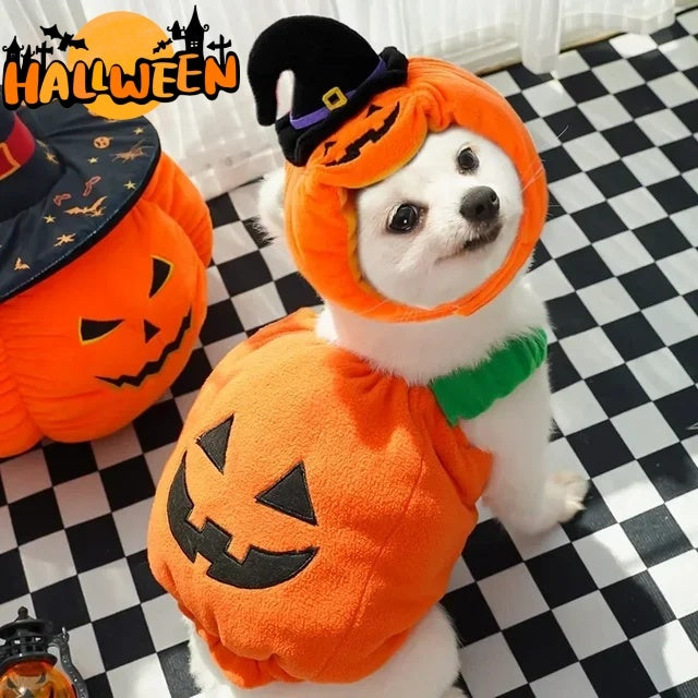Dog in a pumpkin costume with Halloween decorations on a checkered floor.